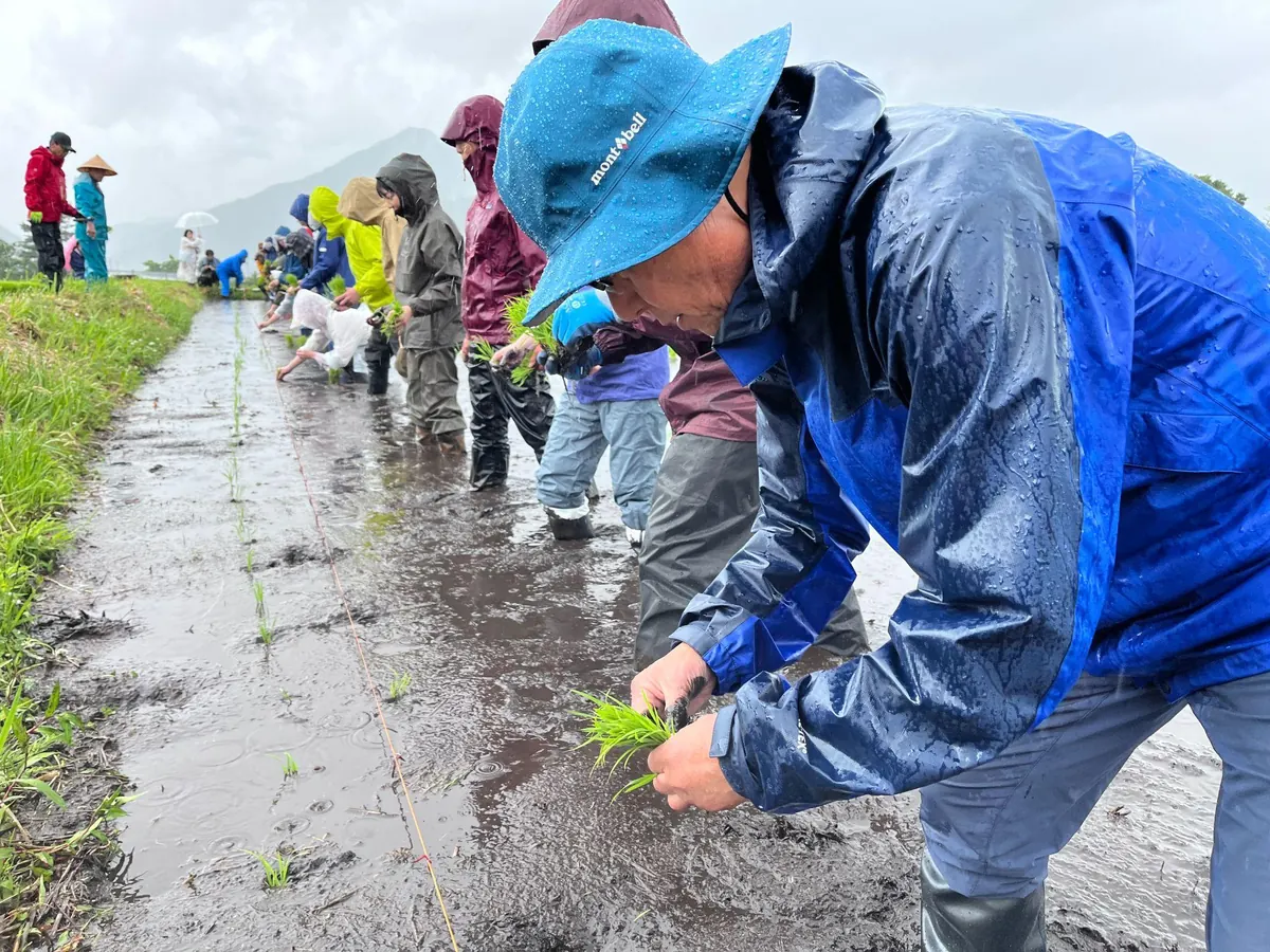 田んぼDAOでの田植え